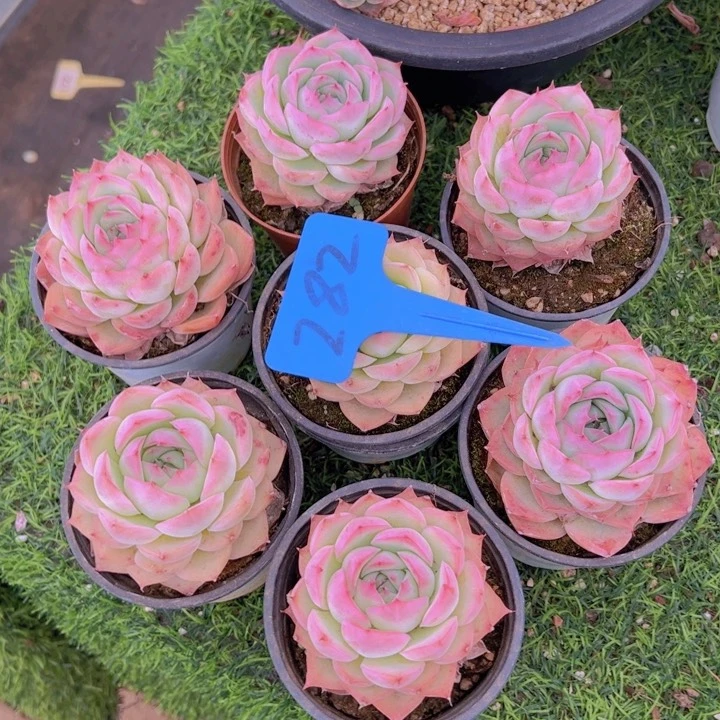 霖*健健康康平平安安