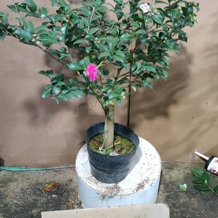 宋****?723财神，原盆原土发货，不包邮