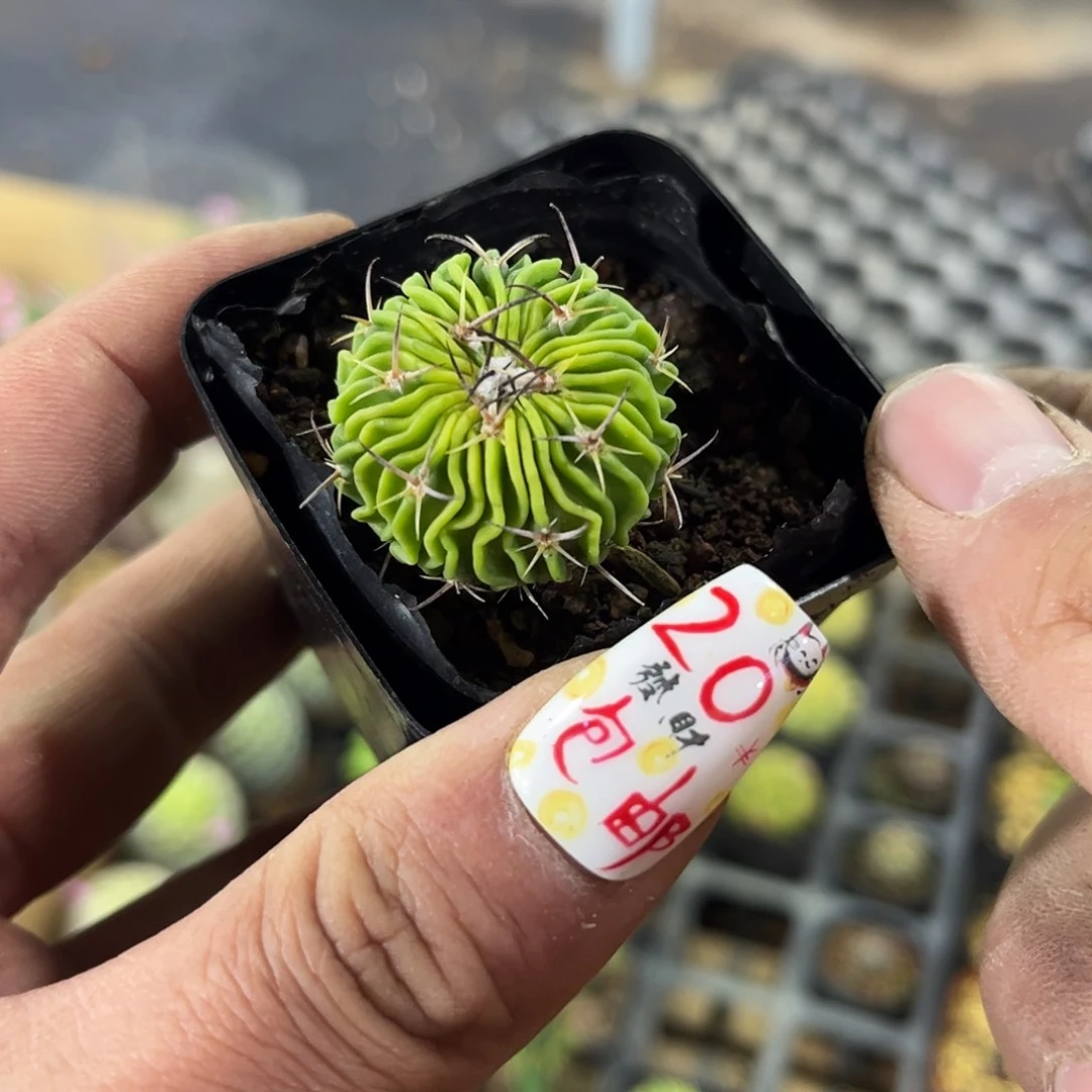 单头辛巴克单头发货有根