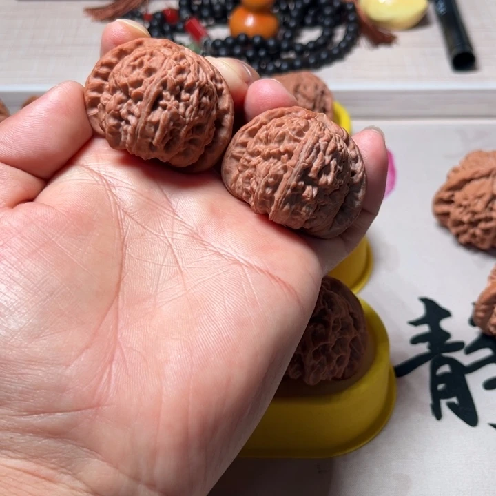 M***.白狮子白狮子白狮子白狮子