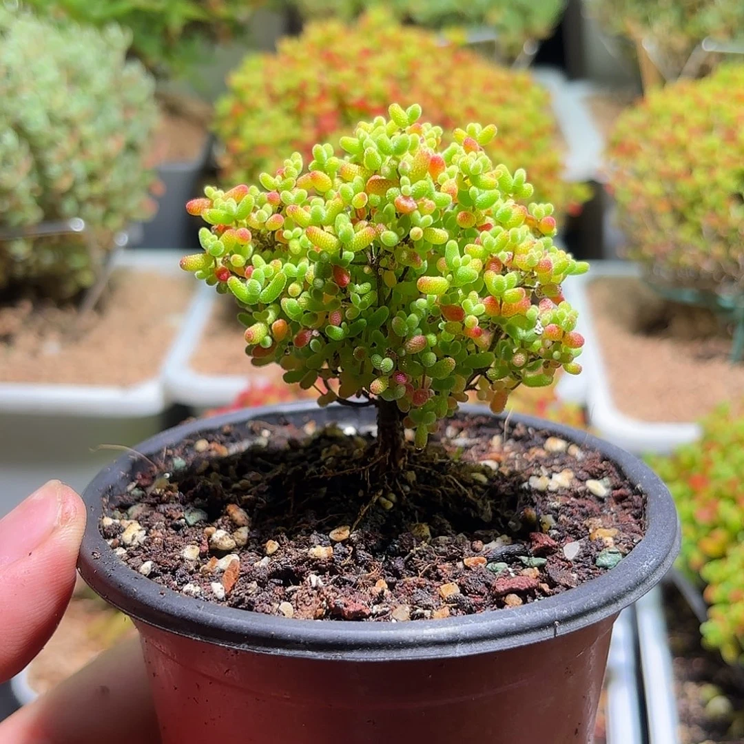 枝干番杏飘桩密橘H406