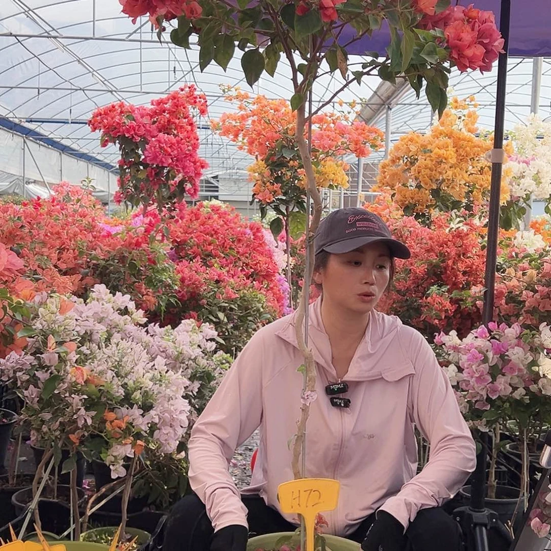 N***.大部分花苞少量开放H72橙日落