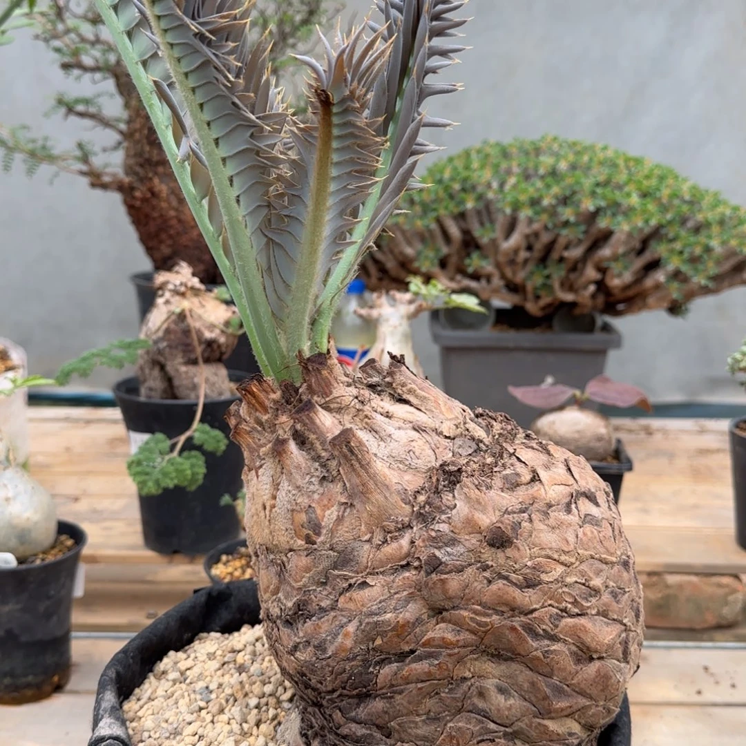 蓝棘苏铁块根植物17.4厘米