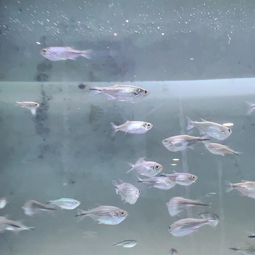 海水鱼淡水鱼绿龙船灯鱼。