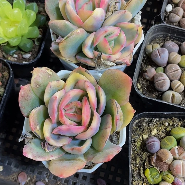 八角盆锦单双混绮罗