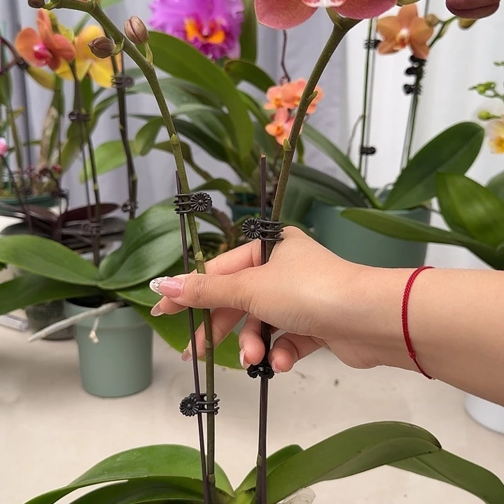 大部分开放少量花苞鲑鱼