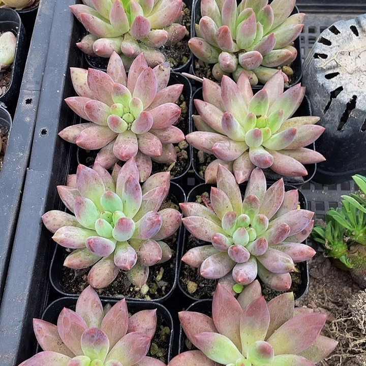 6.5方红蜻蜓带盆土发