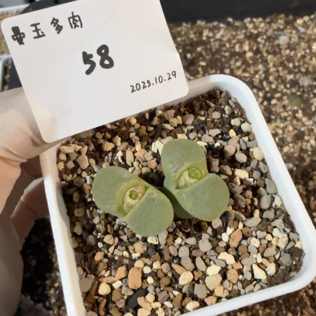 丹***️多肉多肉多肉10.29-058