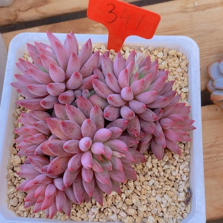 这么多事要等下星期