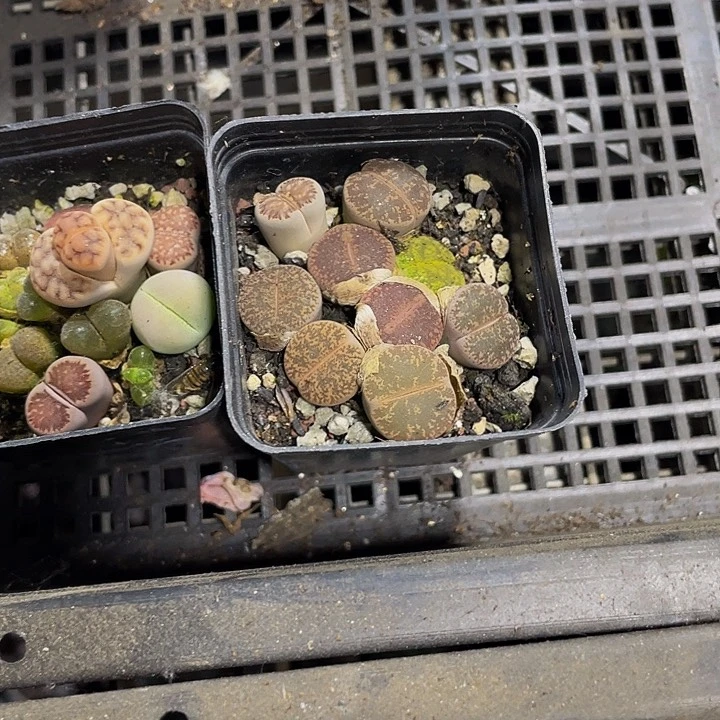 生石花2.99带盆土发