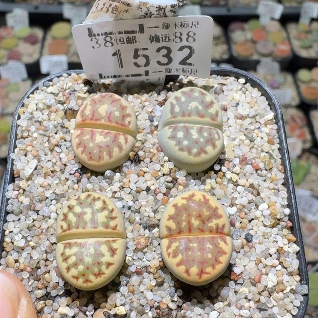 Sss清仓价便宜出1532