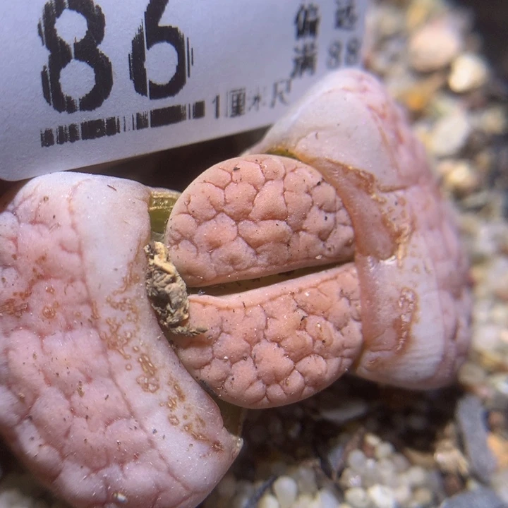 精品生石花122.86