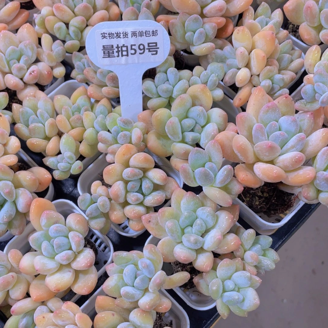 量拍59号 老桩多头香水群两个