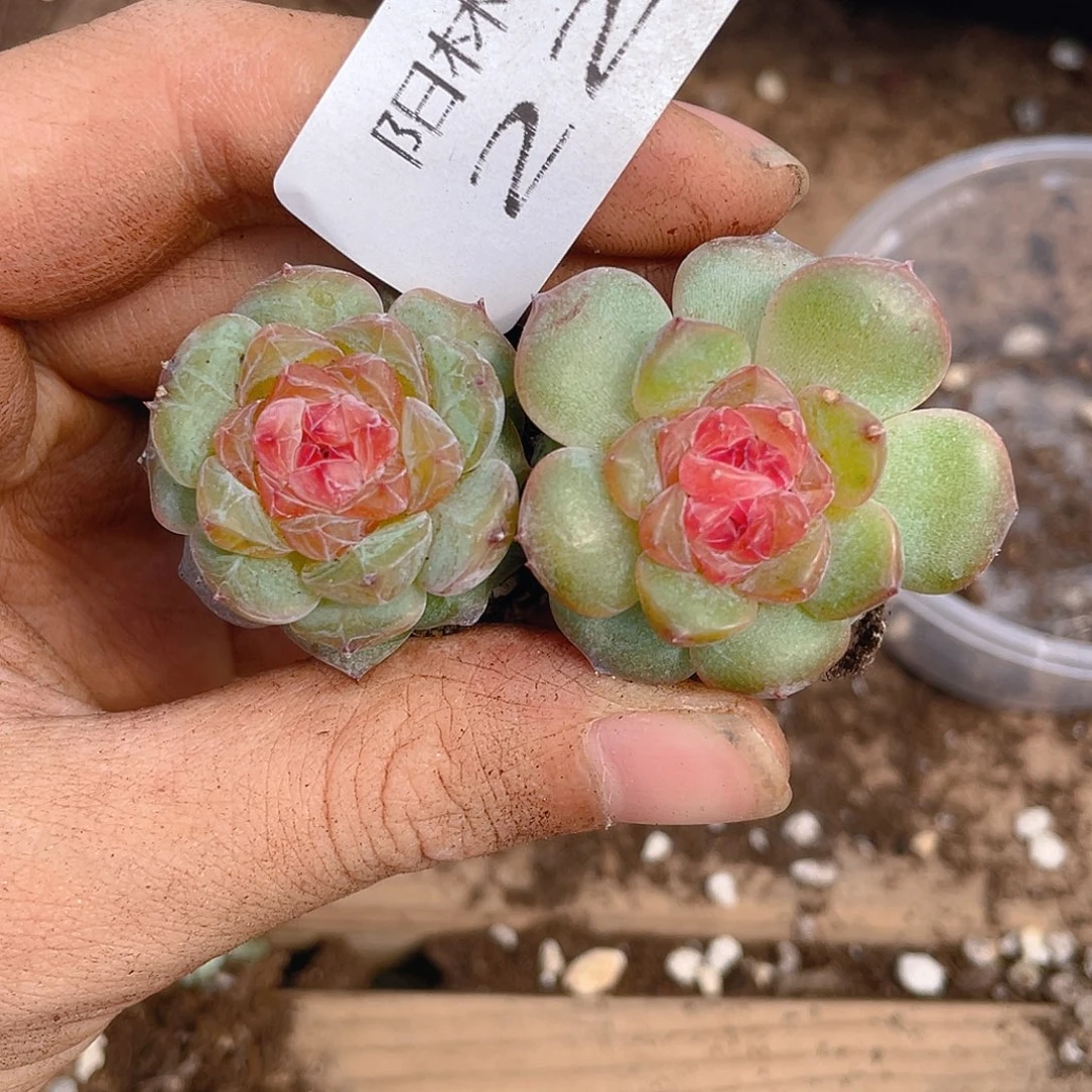 多肉植物多肉植物226