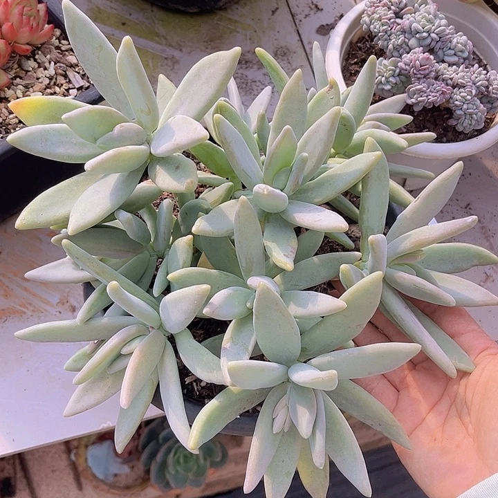 企鹅杂11111多肉植物