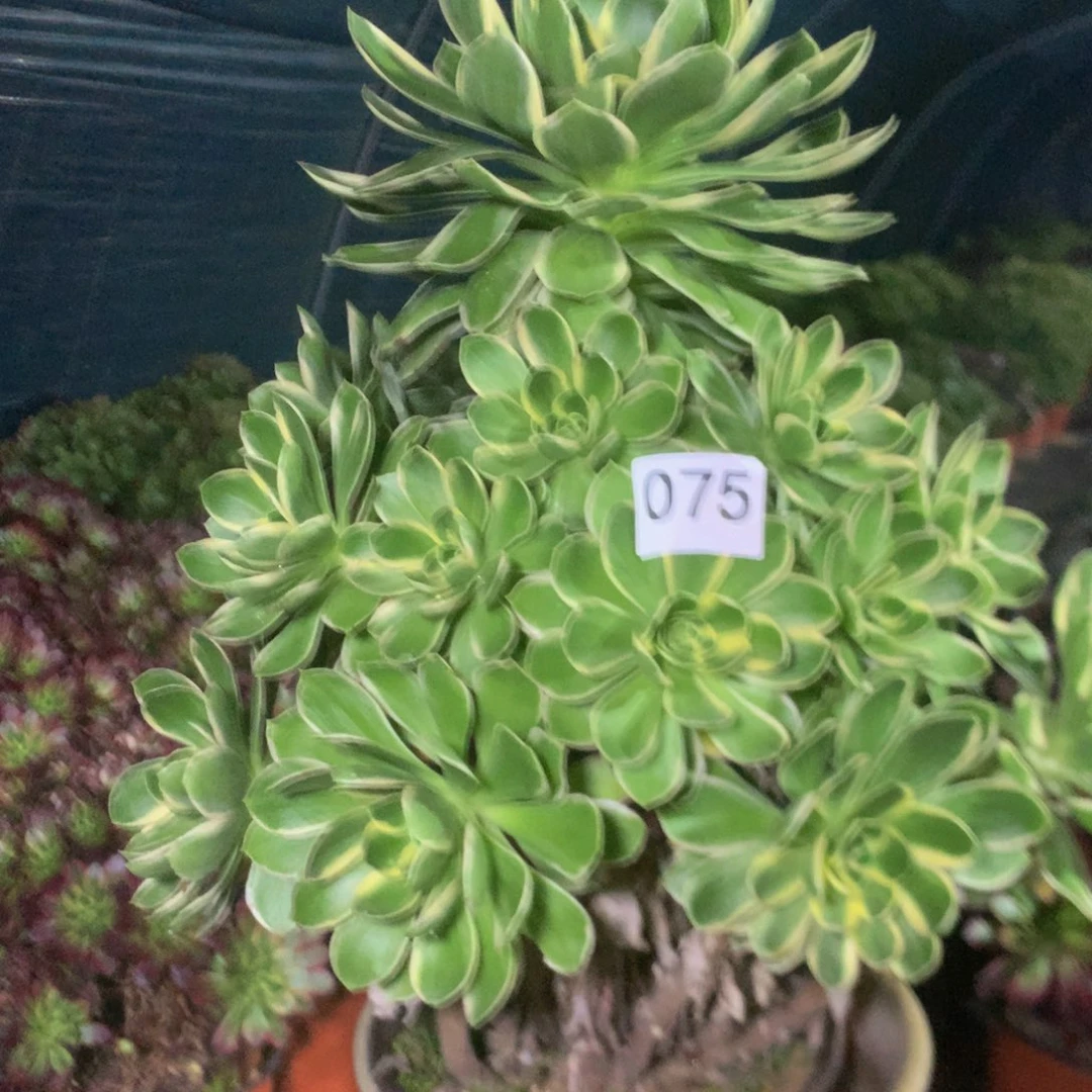 飞**朵075大叶绿锦多肉植物
