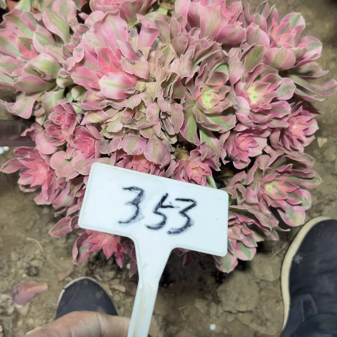 多肉植物粉女巫法师353