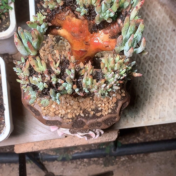 8499白鹭缀化烫头多肉