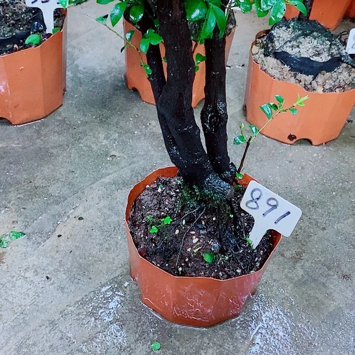完全开放小叶紫檀