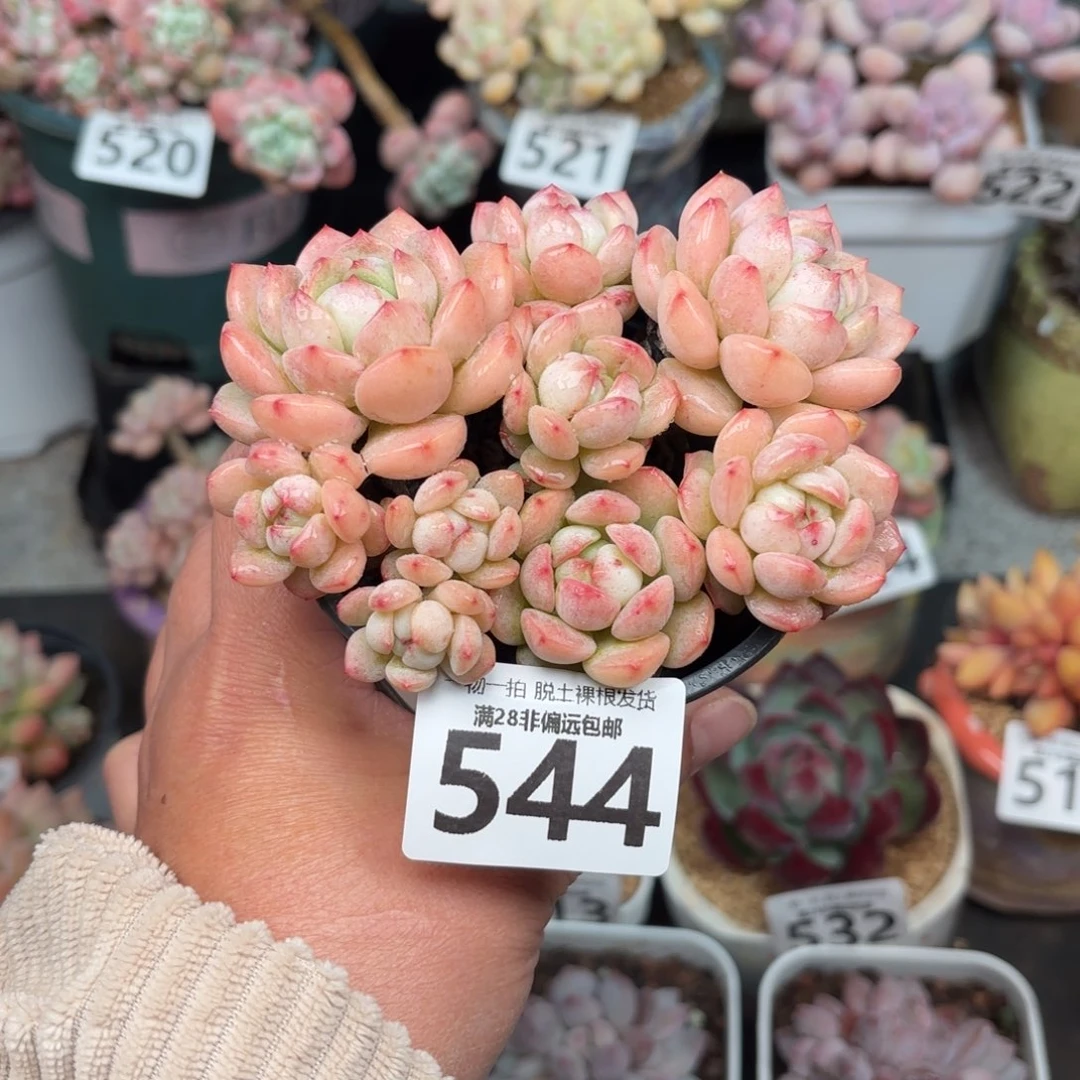 香草老桩无盆土发货