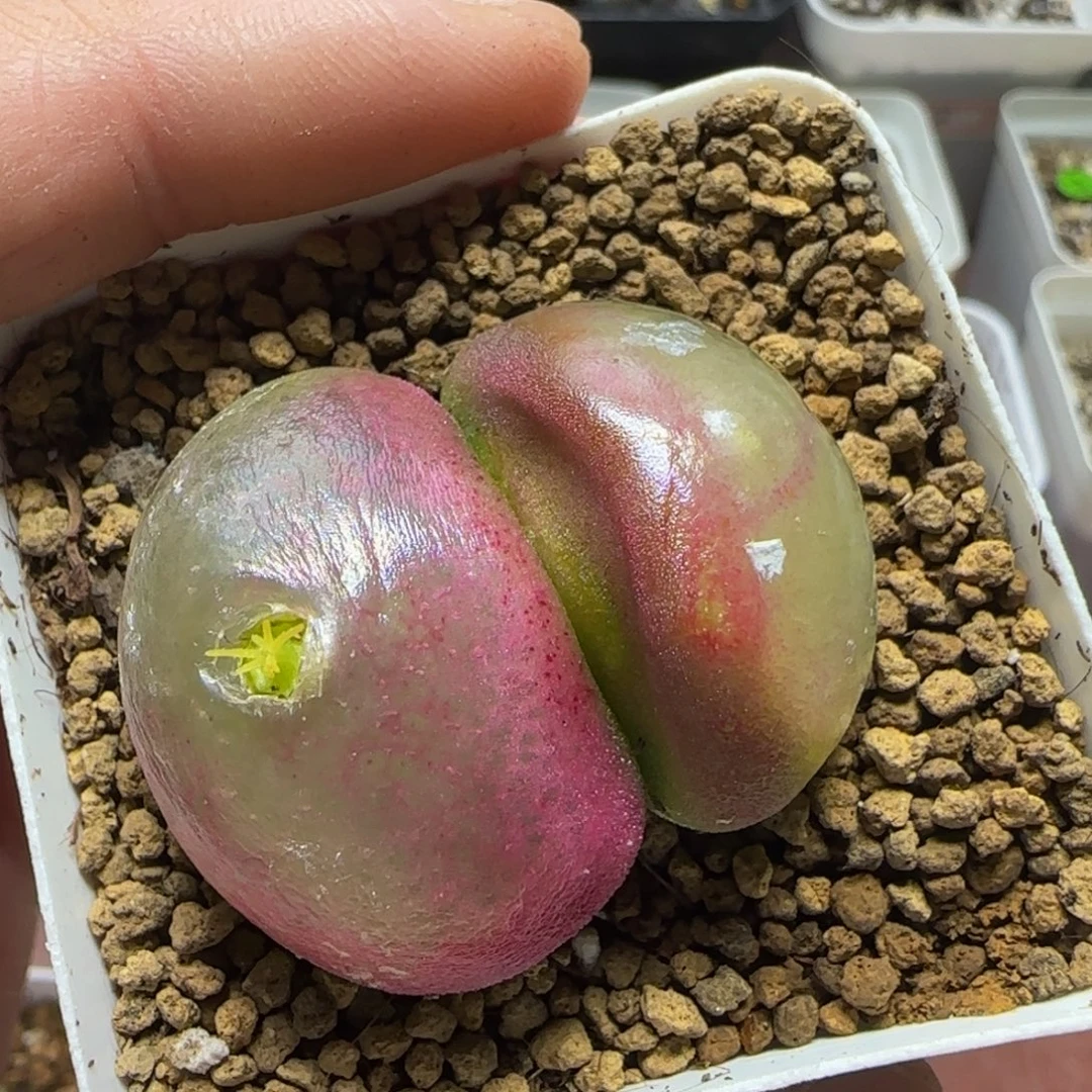 双头灯泡2.7/3.3多肉植物205