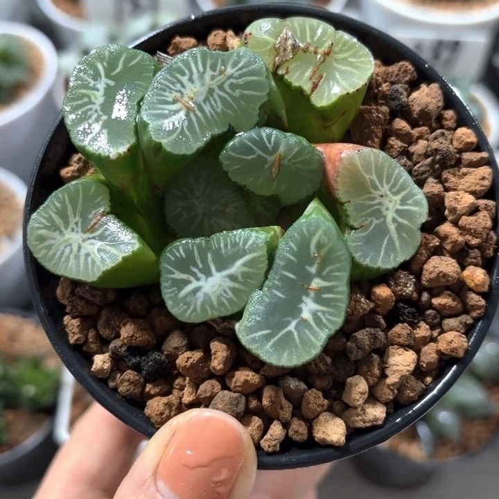 大窗雪国万象多肉植物