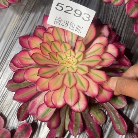 粉桐多肉多肉5293