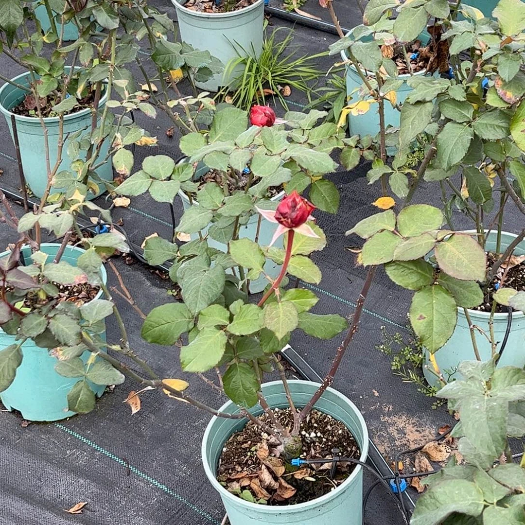 无花朵乔伊斯，，1.8加仑土球发货，超高修剪