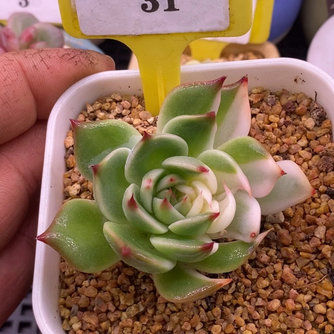 531吉娃娃锦，变异叶型