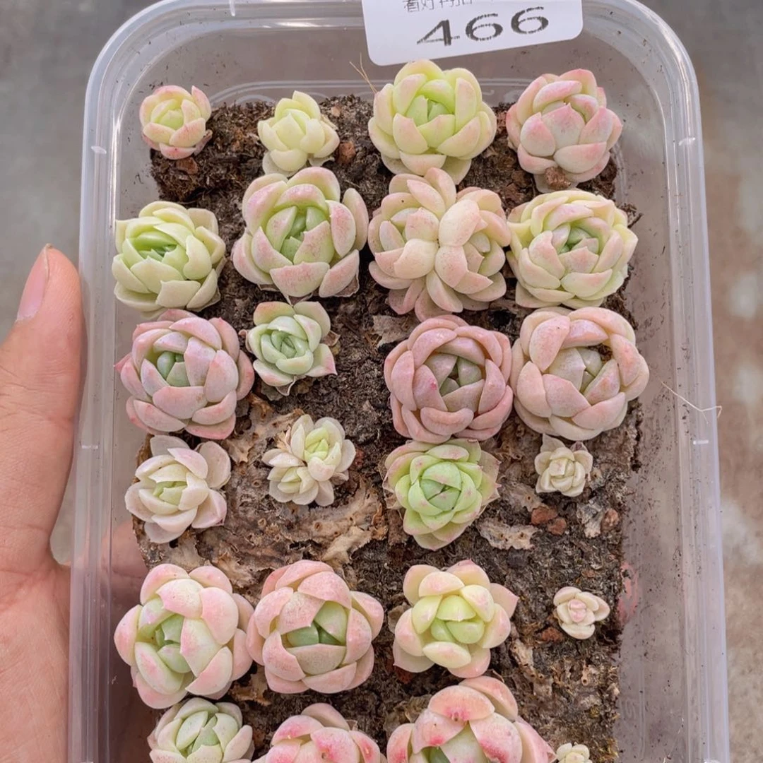 云糖心多肉植物466