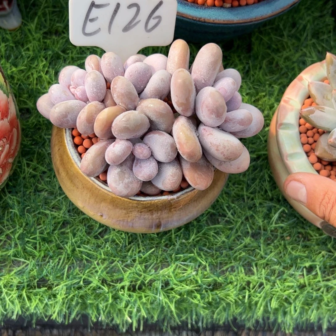 雪***女奶酪多肉植物保护