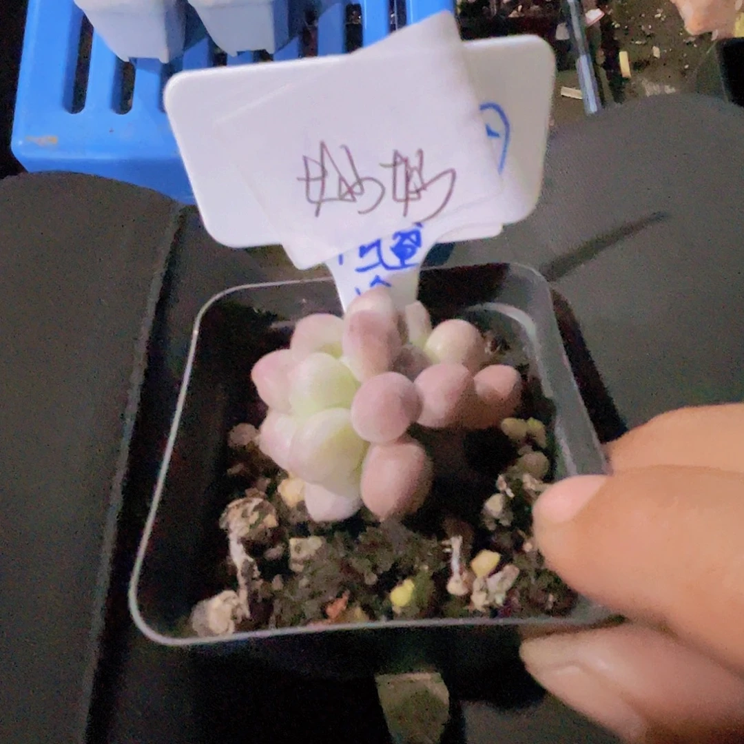 妙***佳奶尖多肉植物多肉