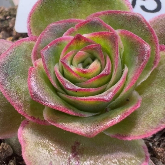 陈陈905绝色系混血开播福利