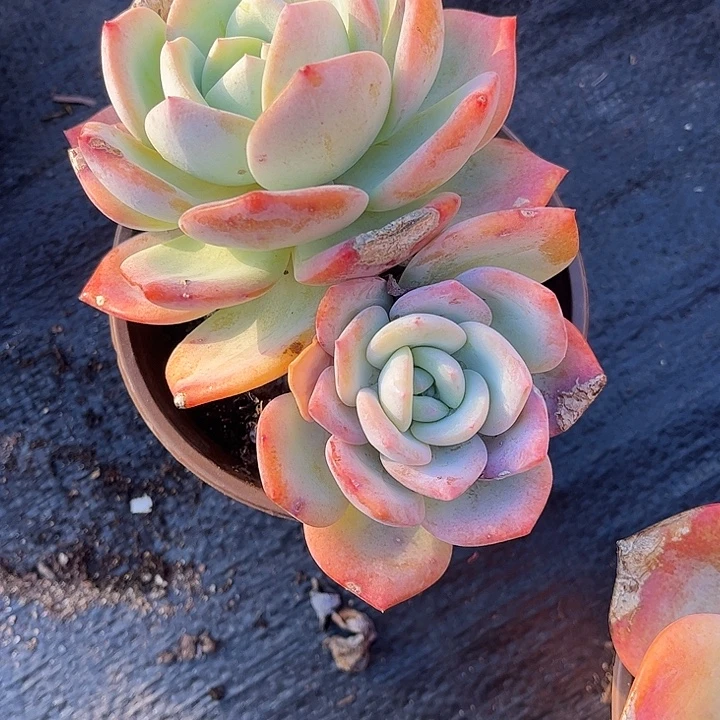 小***丁凤橙双头，一物一拍