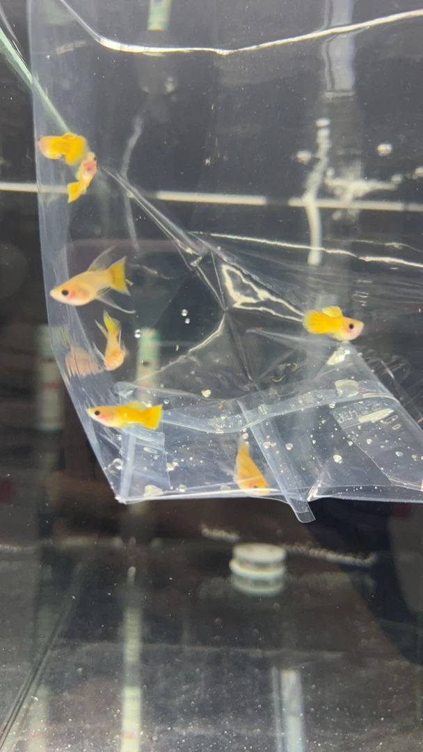 黄金玻璃猫球大C压成（入缸不赔）