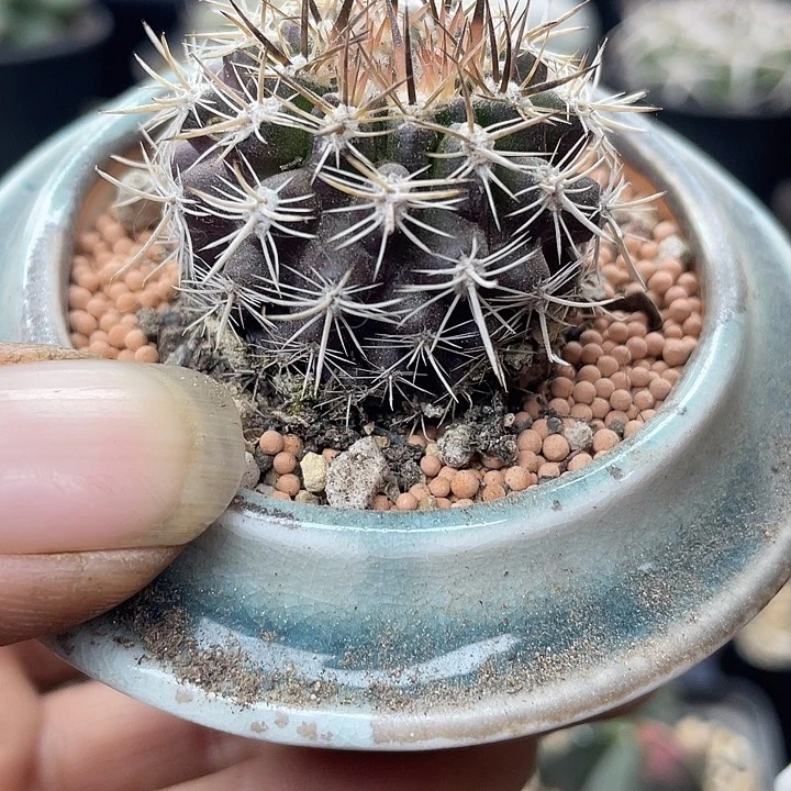 实生暗黑玉一颗包邮