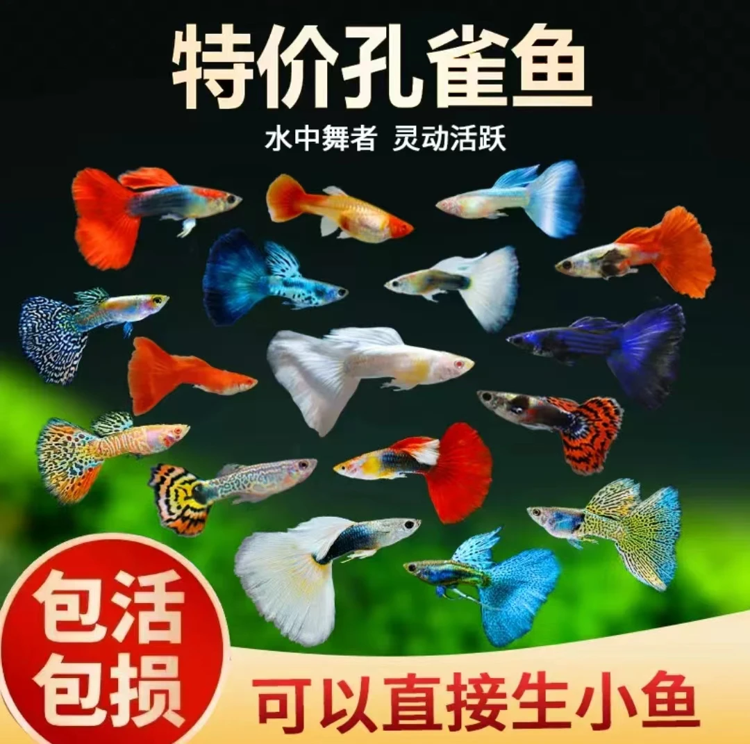 孔雀鱼凤尾鱼观赏鱼鱼苗小型热带鱼新手好养淡水胎生鱼