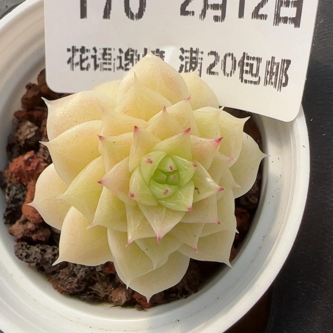 花语逸境0212-170