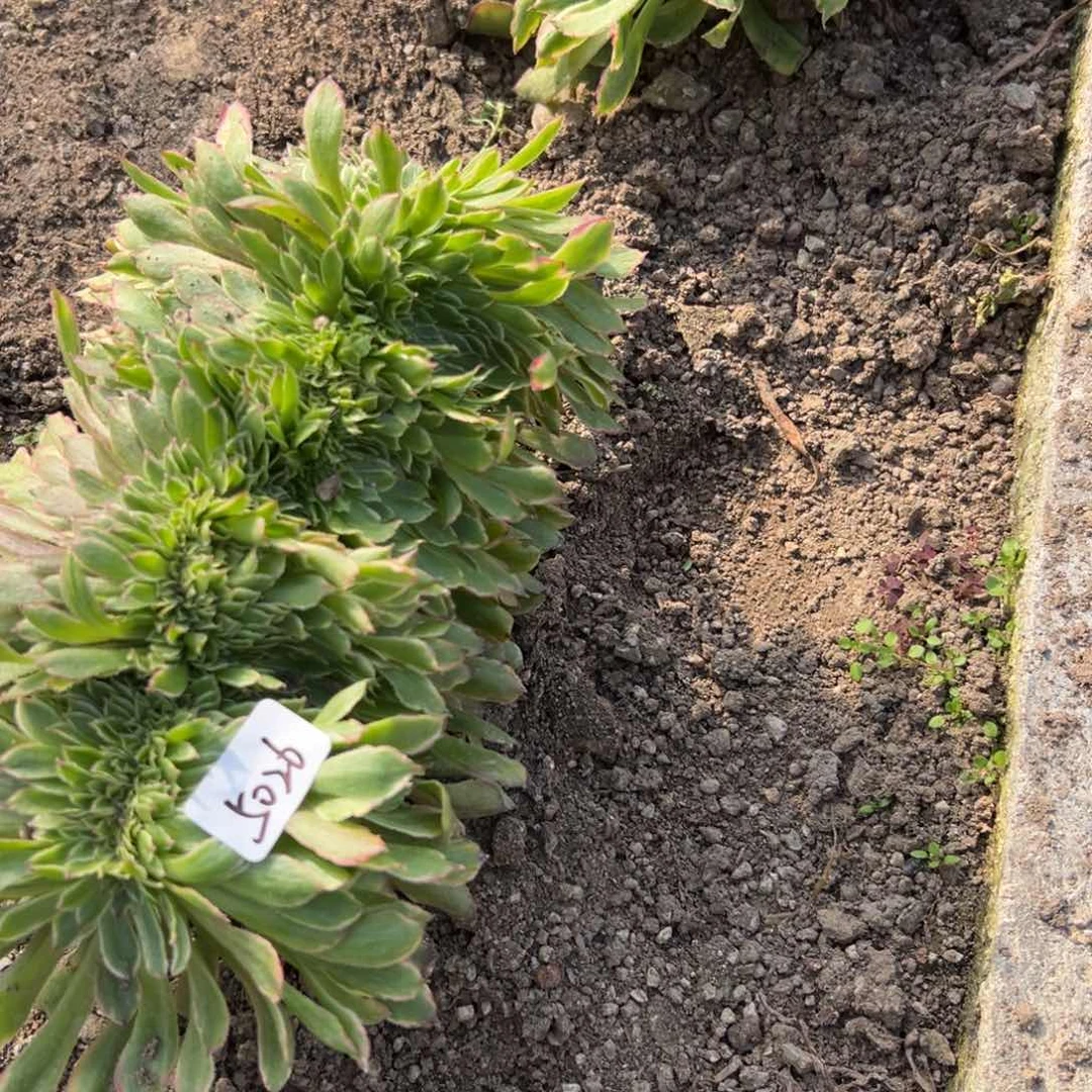 骑***海5026粉黛缀多肉多肉多肉