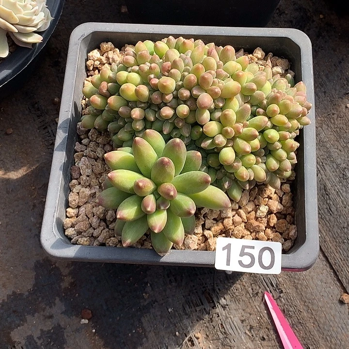 150千代田  一物一拍多肉