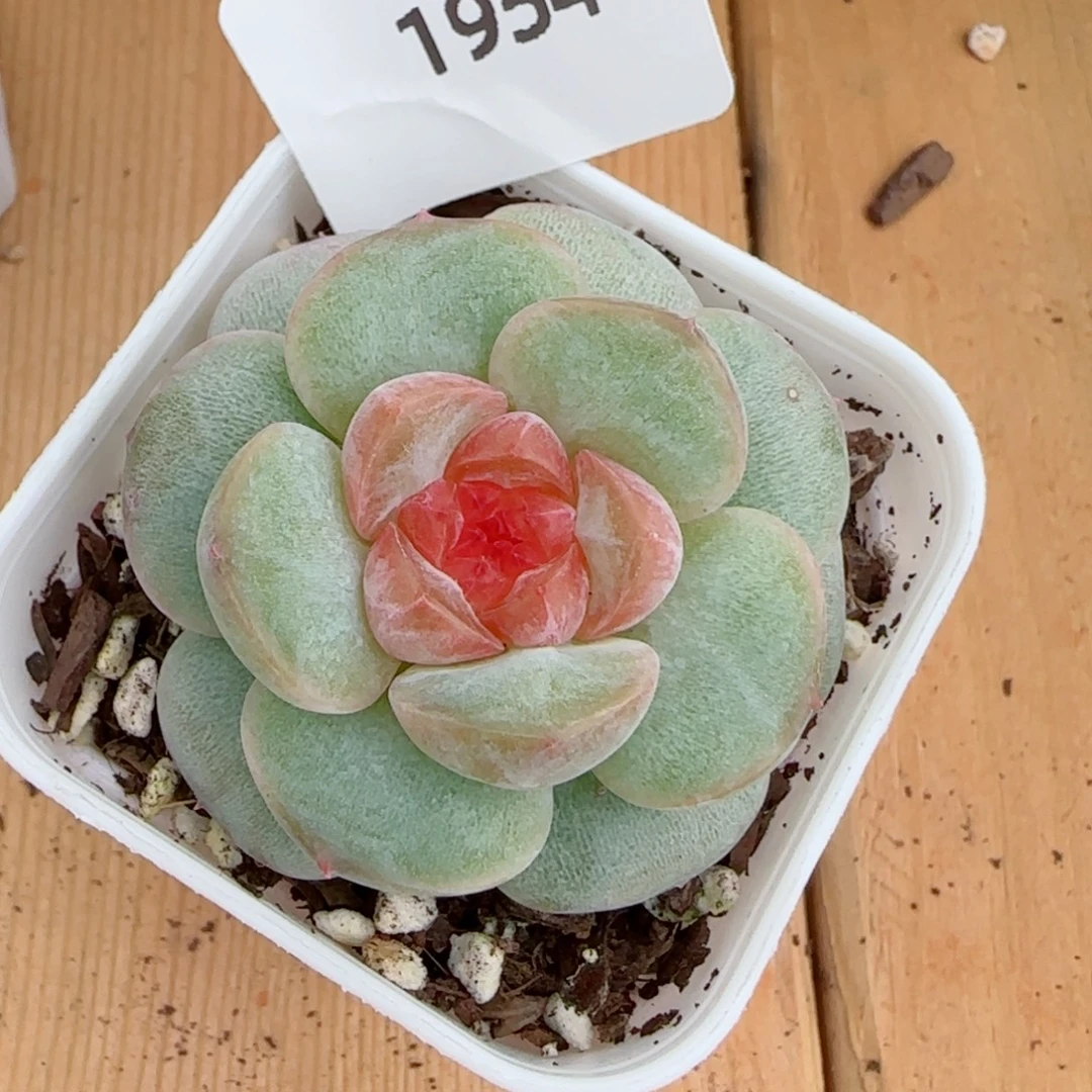 孤品珍妮，1954多肉植物