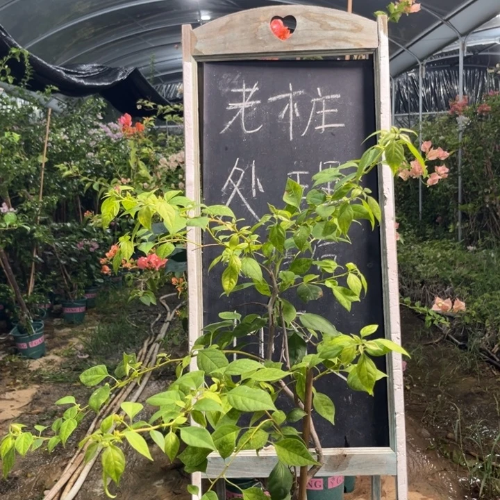 无花朵三角梅三角梅1221