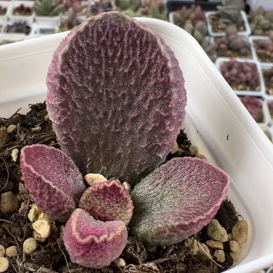 哈莫猪肝大苗多肉植物