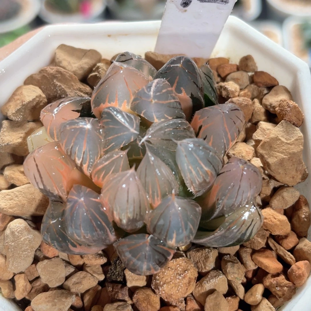 72糊斑霓虹灯。