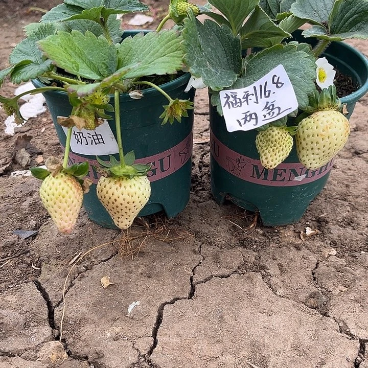 以实际为准加仑盆原盆原土