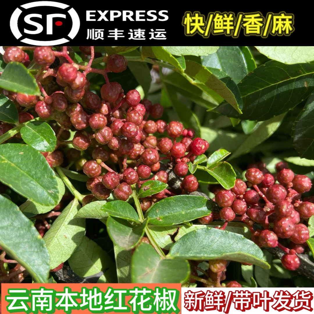 云南新鲜红花椒顺丰空运包邮特麻特香大红袍现摘现发油椒食用炼油