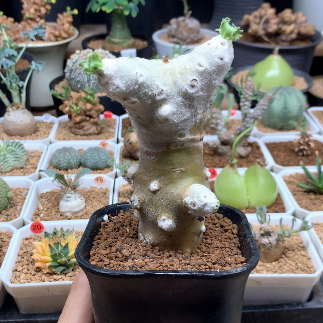 实生雪鹿厚敦菊母本带盆