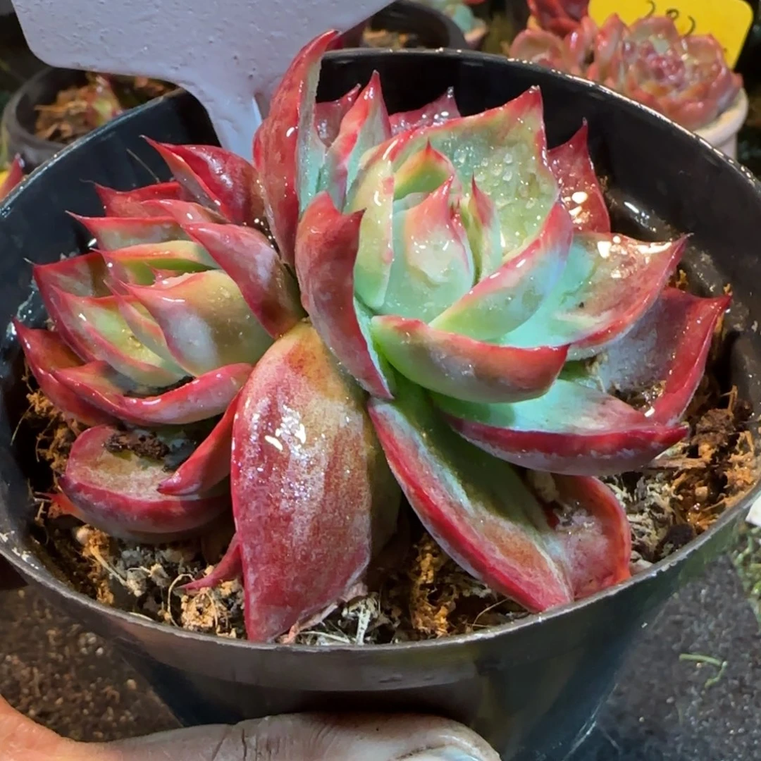 惊鸿一物一拍包装收缩花旱288