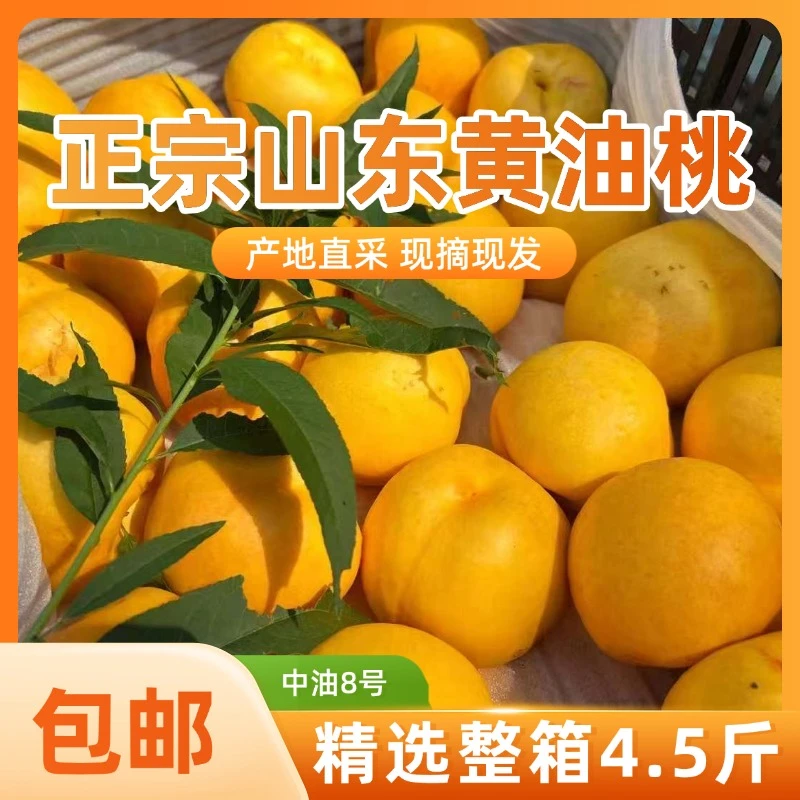 中油8号山东黄油桃中油8号新鲜现摘细腻多汁香甜可口水果