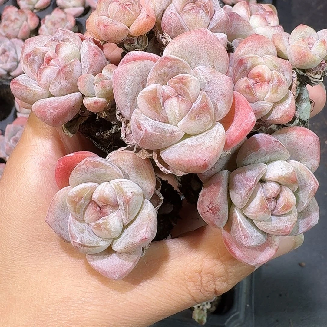 04号到手9颗，红玉单双